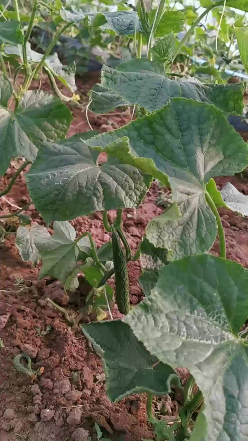 黄瓜大量上市，专业合作社大量供应
