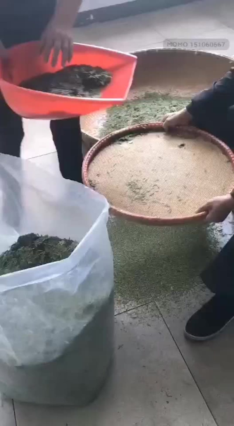 龙井自产自销质量保证
