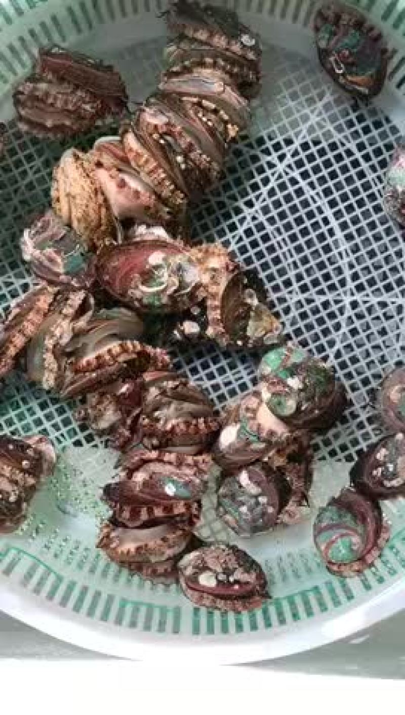 鲍鱼鲜活活体发货各种规格鲍鱼大量现货
