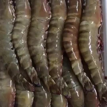 虎虾，很靓