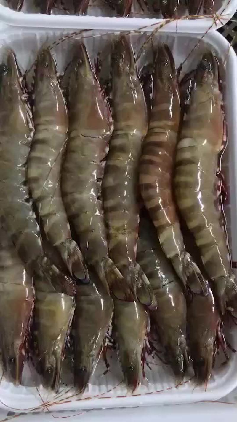 虎虾，很靓