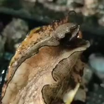 鲍鱼鲜活活体发货各种规格鲍鱼大量现货