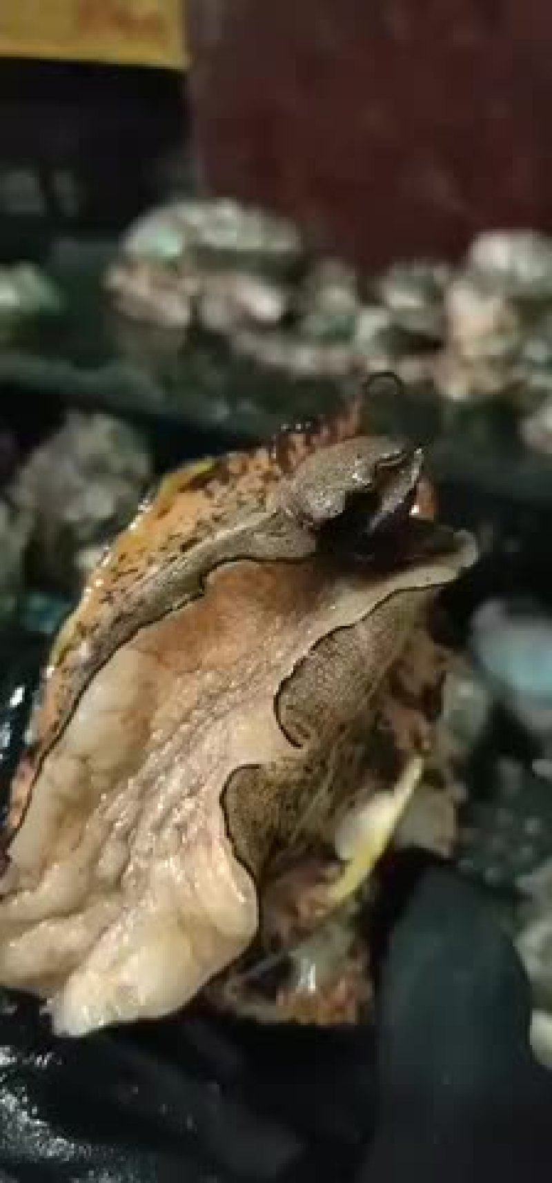 鲍鱼鲜活活体发货各种规格鲍鱼大量现货