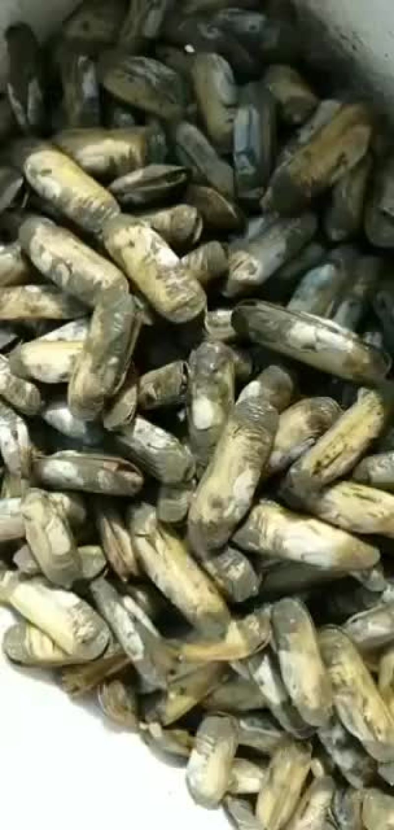小仁仙