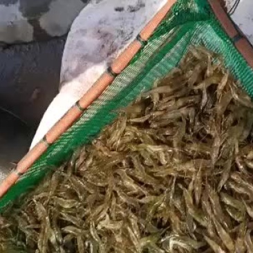 优质虾苗品种好。