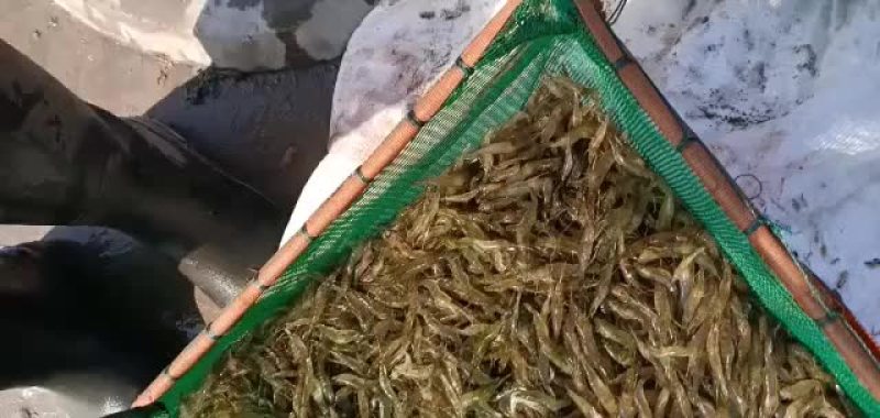 优质虾苗品种好。