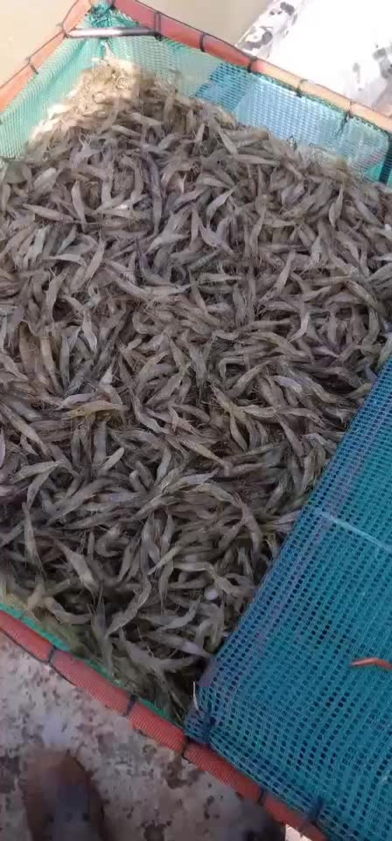 优质虾苗品种好。