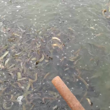 泥鳅苗出售，技术全程指导，成品包回收