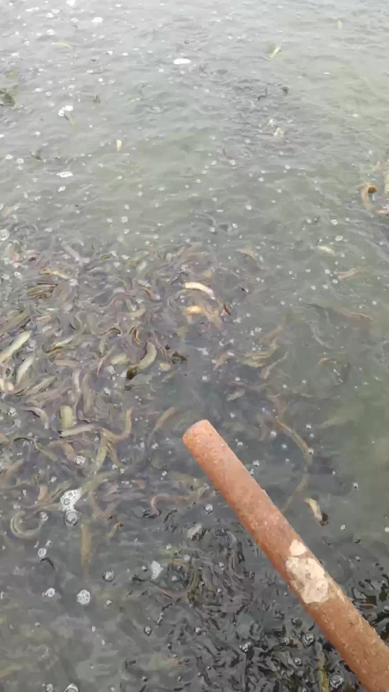 泥鳅苗出售，技术全程指导，成品包回收