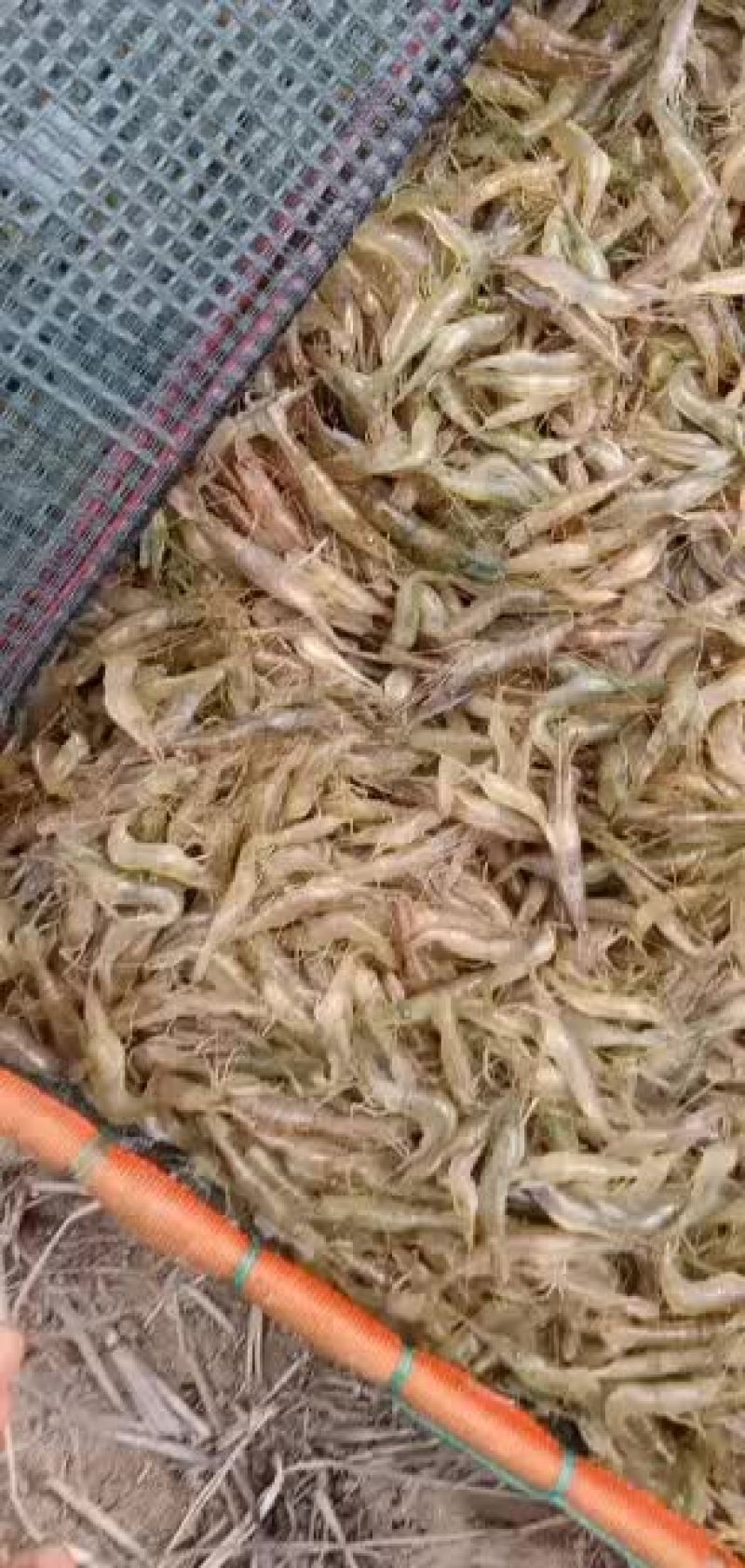 抵抗力强，成活率高。
