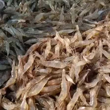 抵抗力强，成活率高。