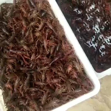 大量销售小龙虾苗
