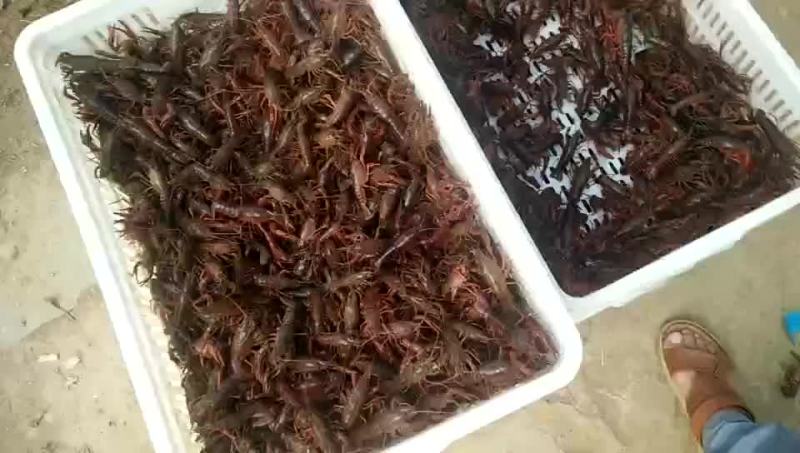 大量销售小龙虾苗