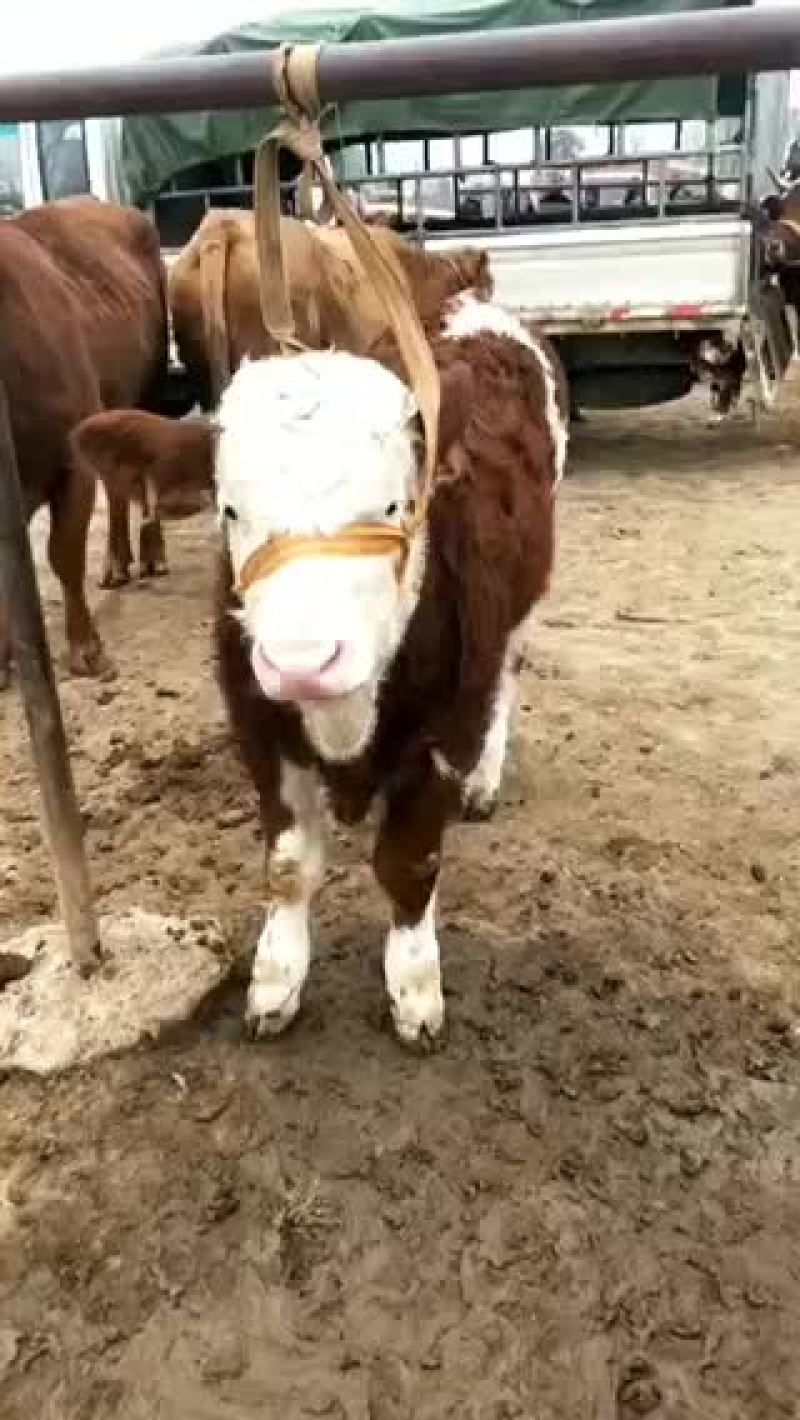 牛🐂