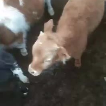 牛🐂