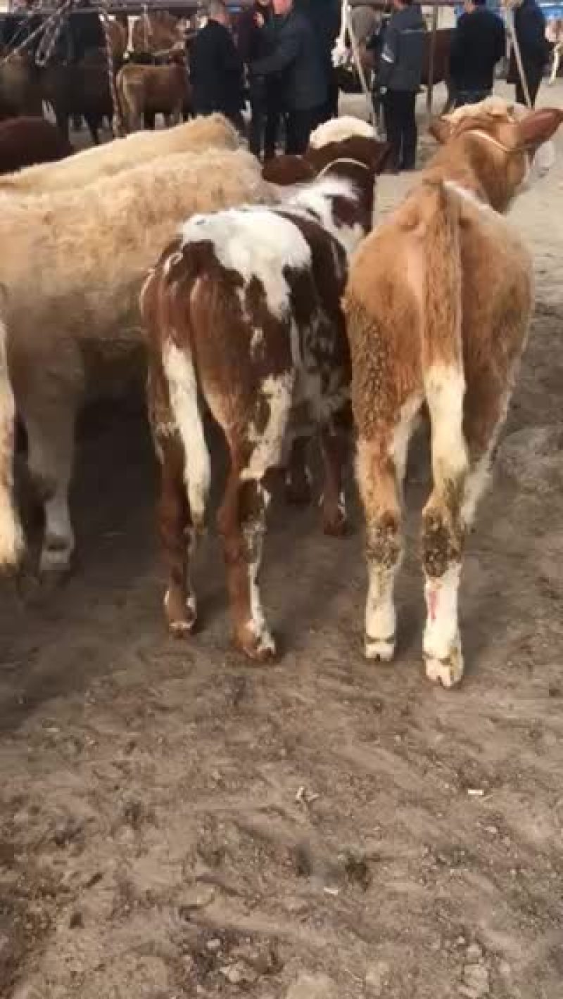 牛🐂