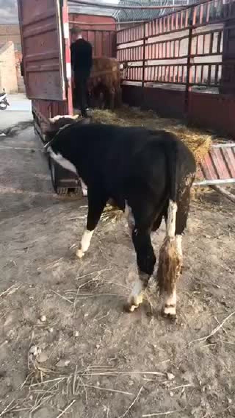 牛🐂