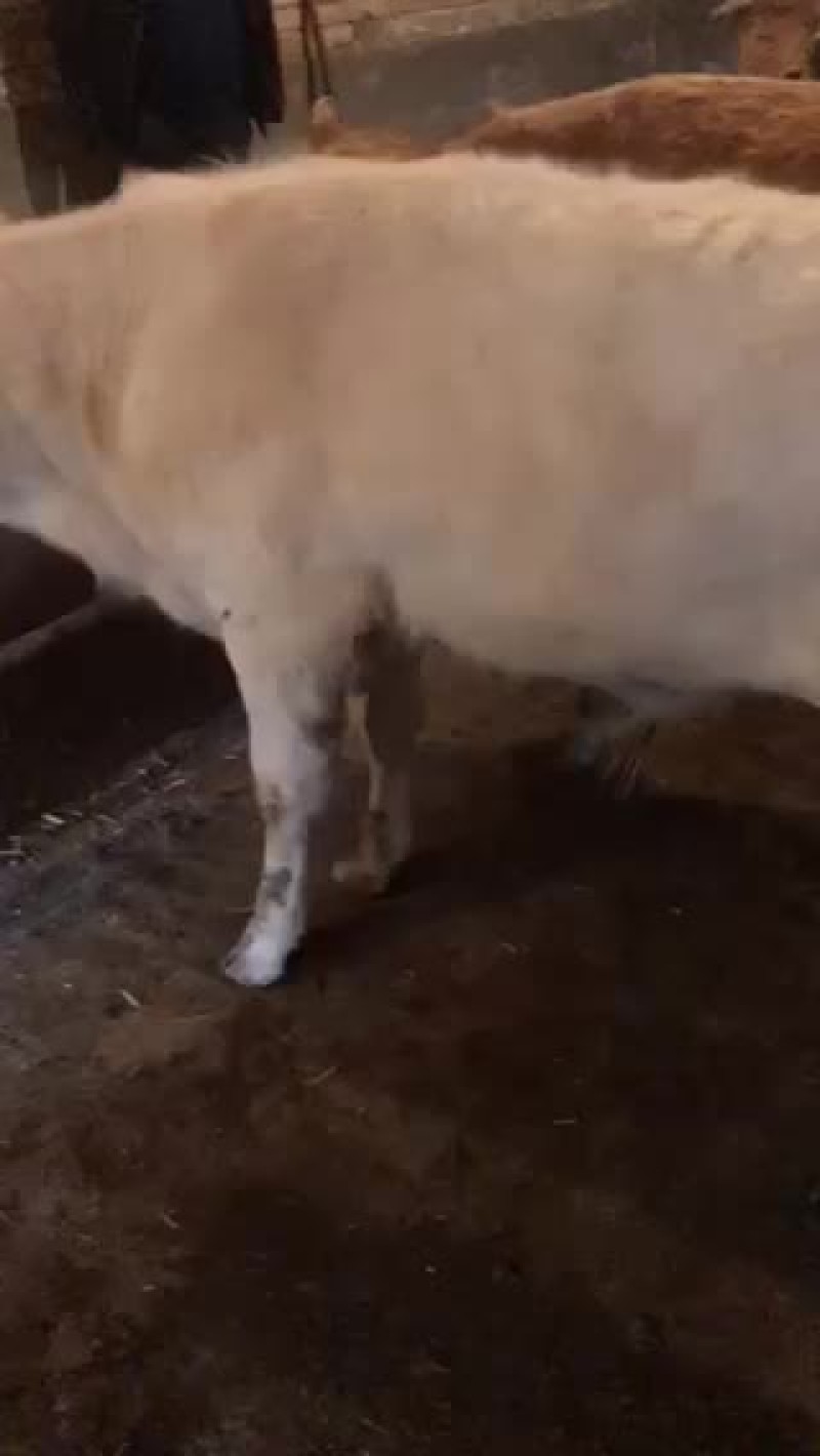 牛🐂