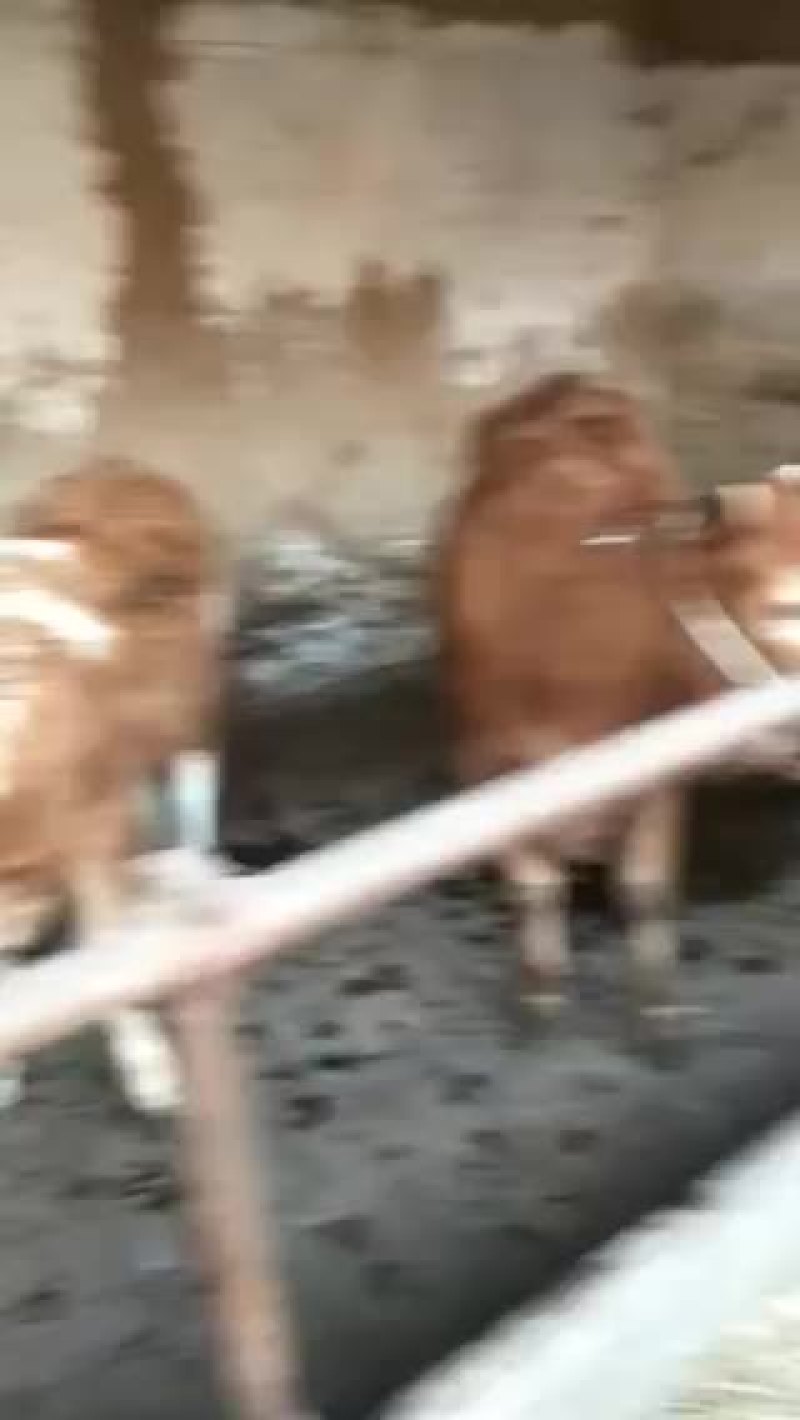 牛🐂
