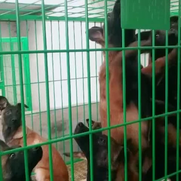 精品马犬高动力马犬红马犬幼犬视频挑选黑马犬
