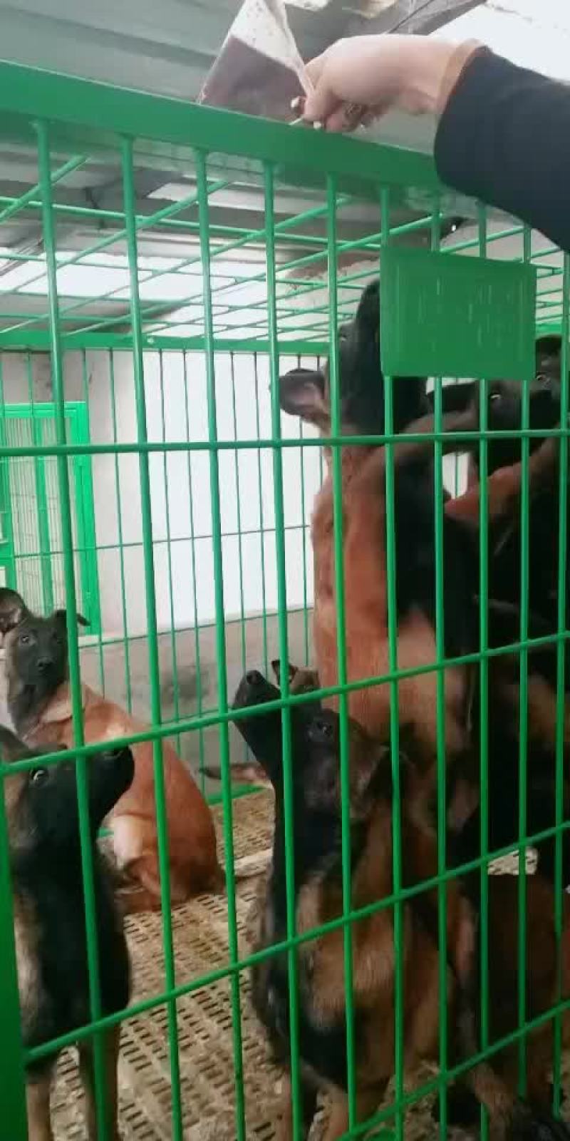 精品马犬高动力马犬红马犬幼犬视频挑选黑马犬