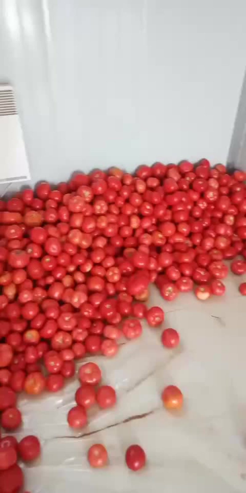靖远西红柿