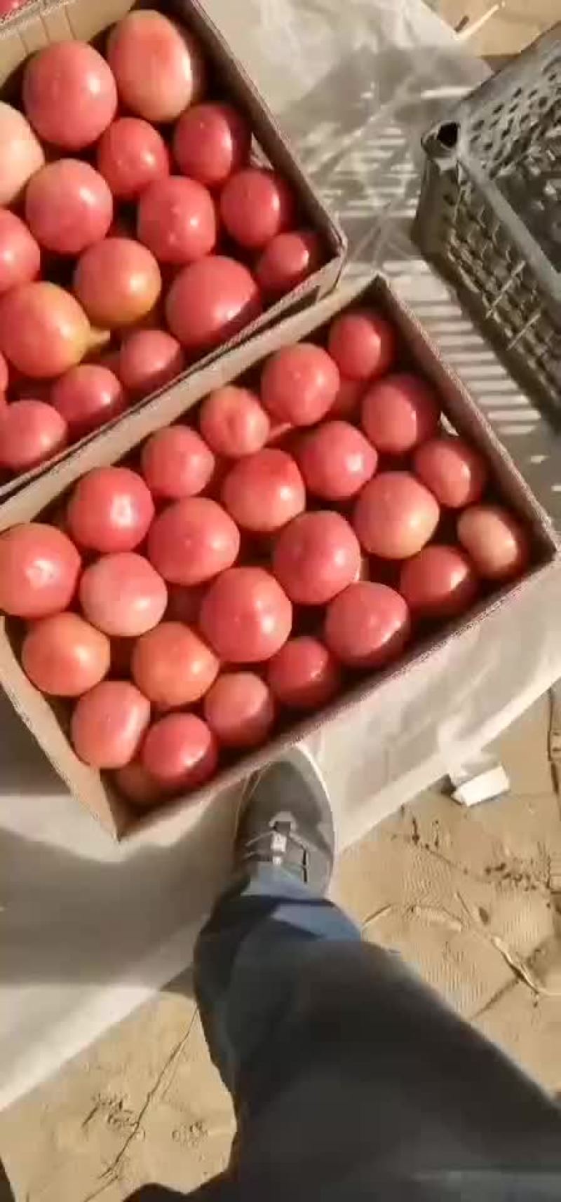靖远西红柿