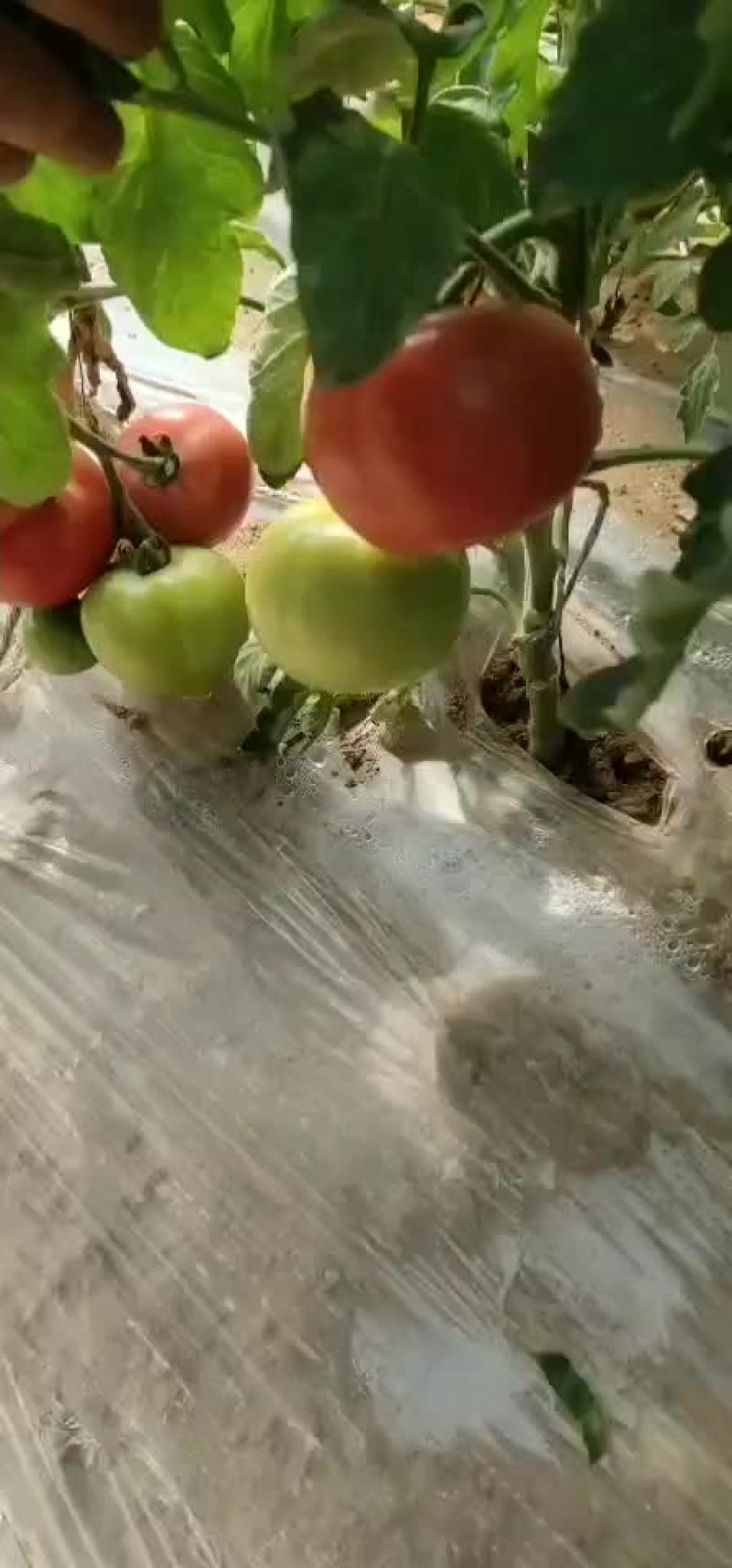 靖远西红柿