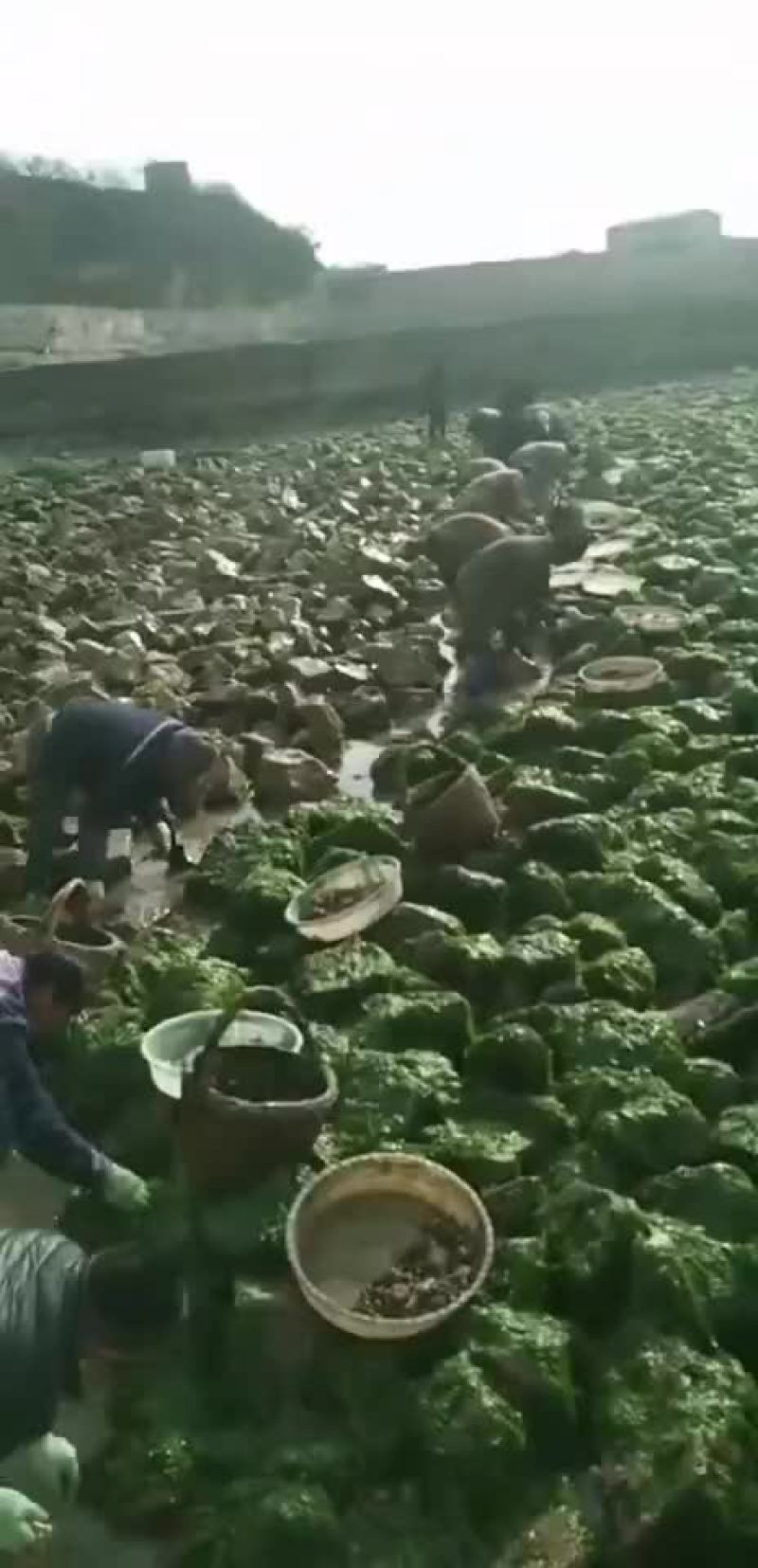 青岛鲍鱼，食用，鲜活小鲍鱼，产地批发，包邮，一件代发