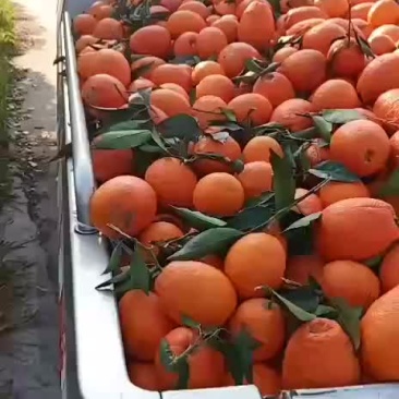 奉节脐橙