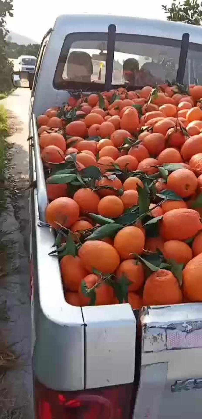 奉节脐橙