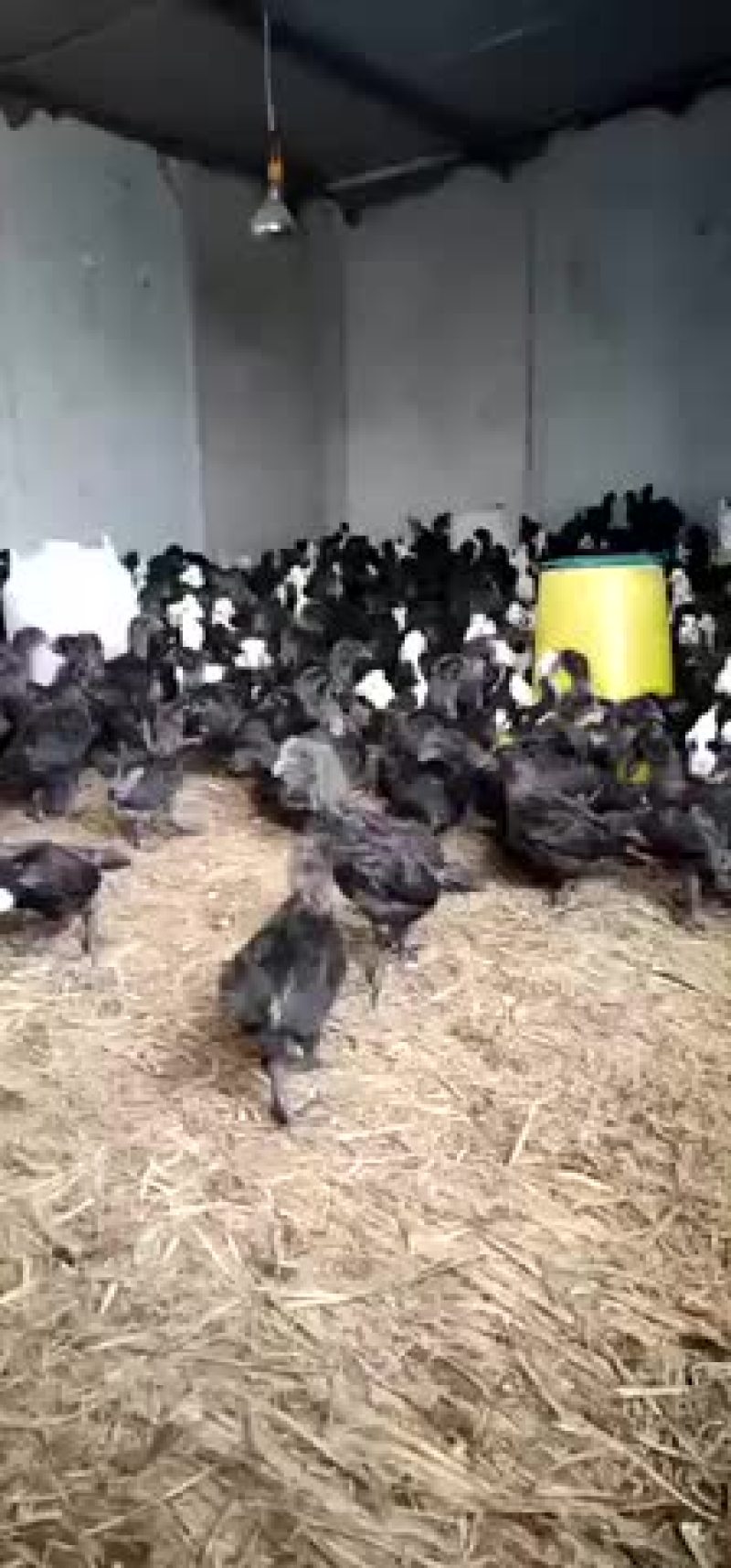 鸡苗出售芦花鸡苗火鸡苗贵妃鸡苗各种鸡苗出售