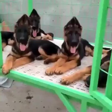 马犬，德牧品种纯