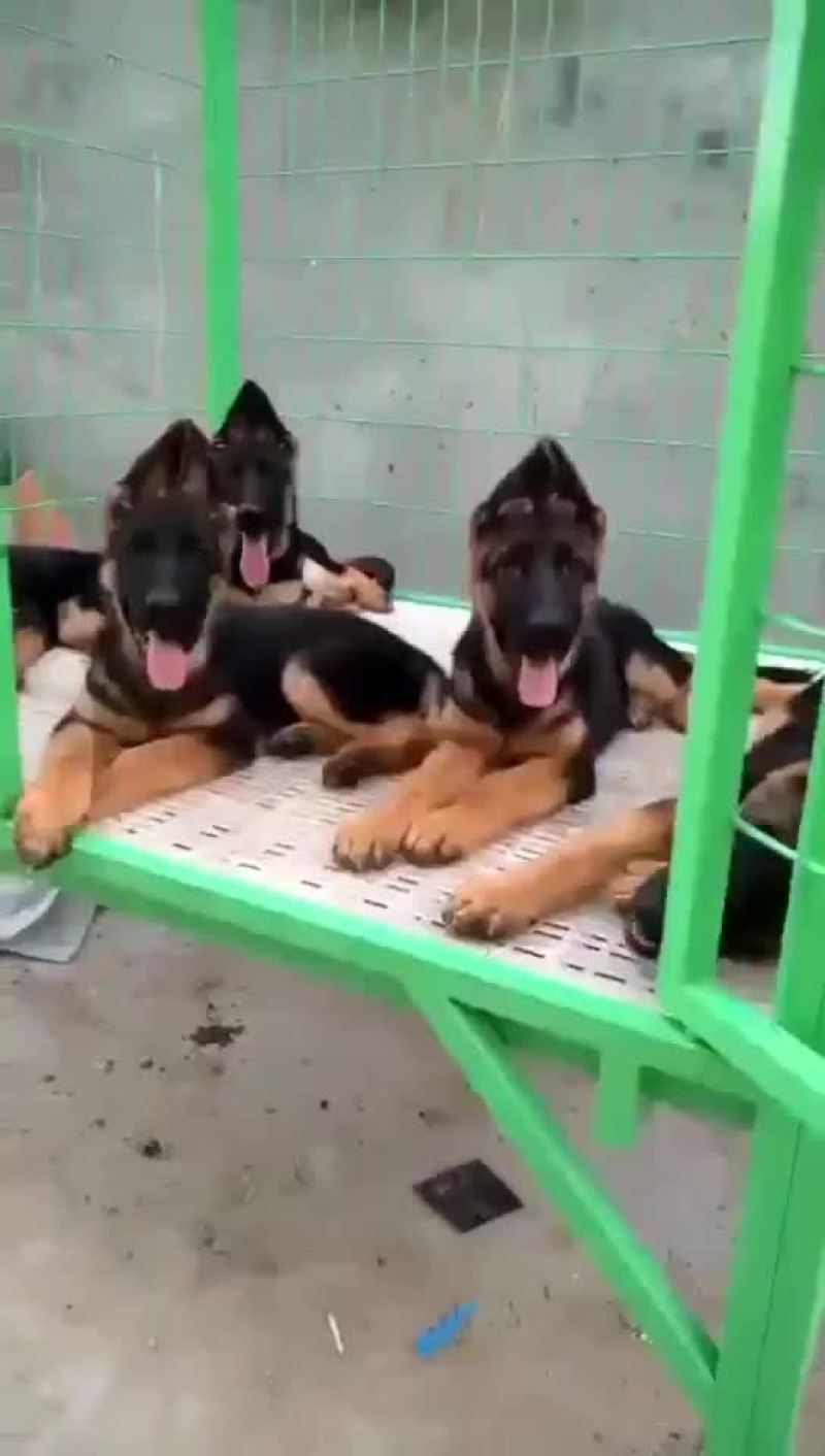 马犬，德牧品种纯