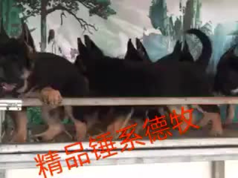 马犬，德牧品种纯