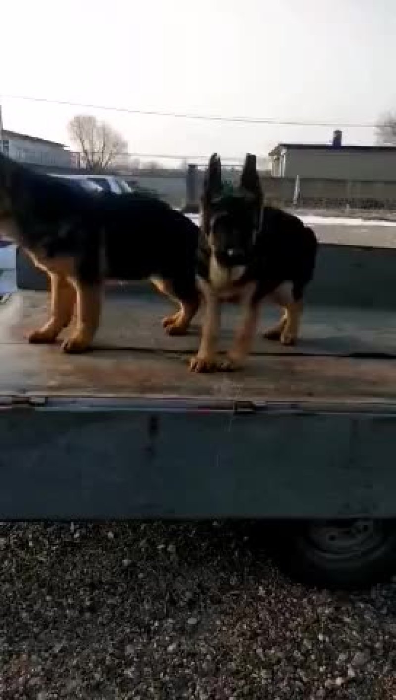 马犬，德牧品种纯