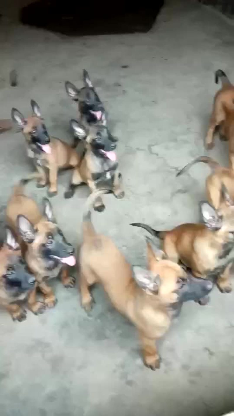 马犬，德牧品种纯