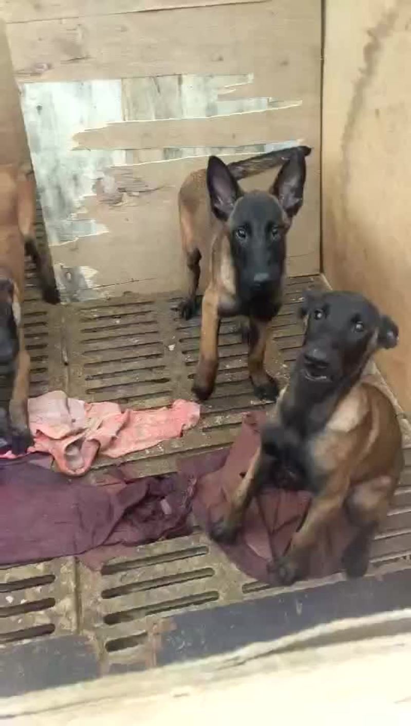 马犬，德牧品种纯