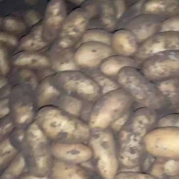土豆