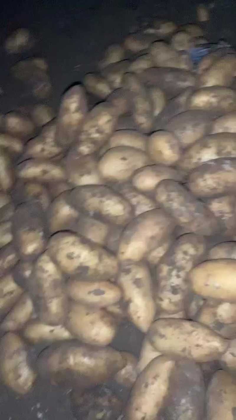 土豆
