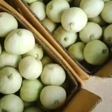北海香瓜