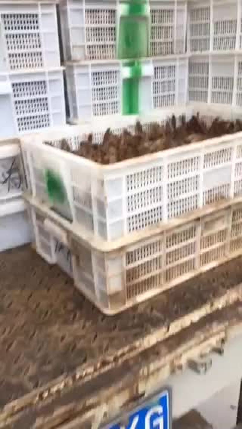微山湖万亩龙虾养殖基地