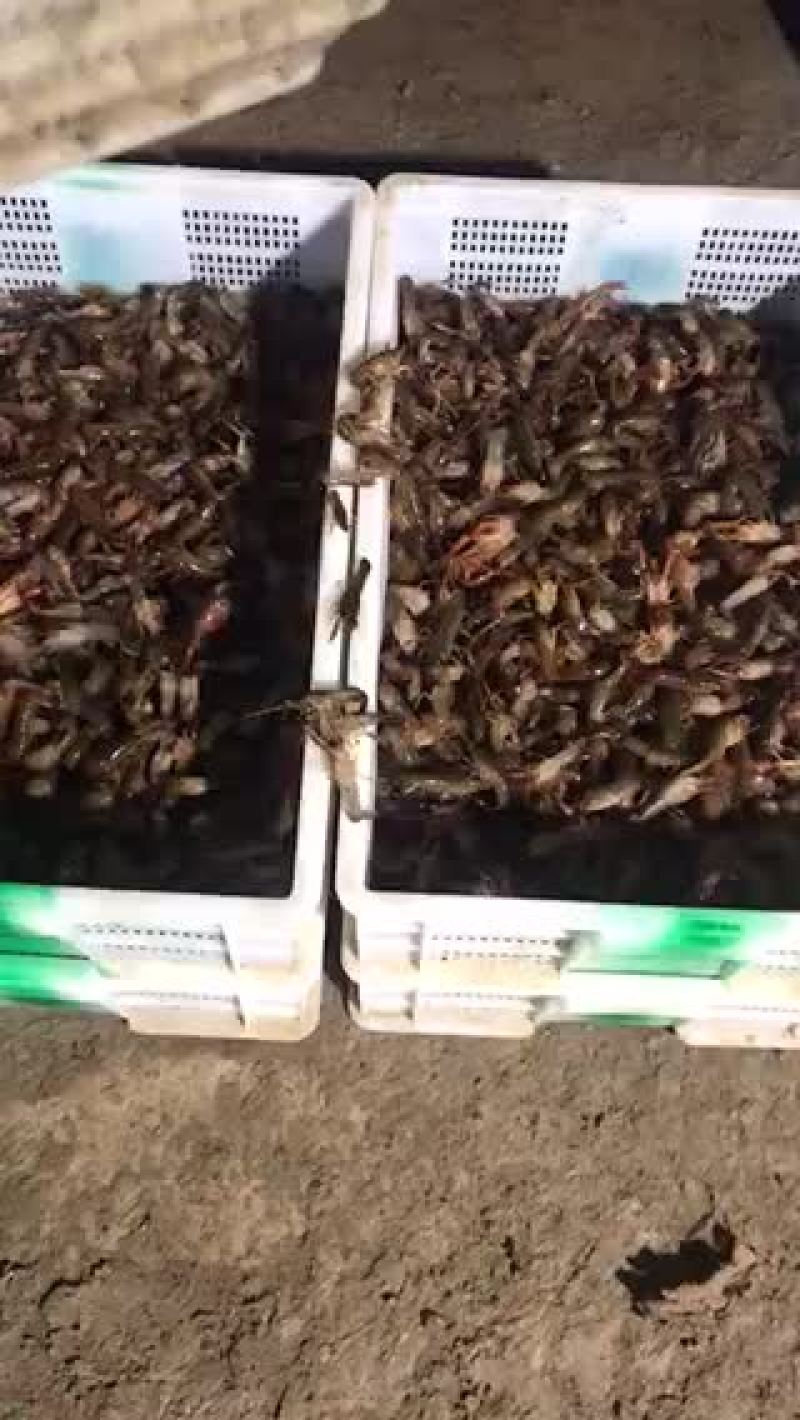 微山湖万亩龙虾养殖基地