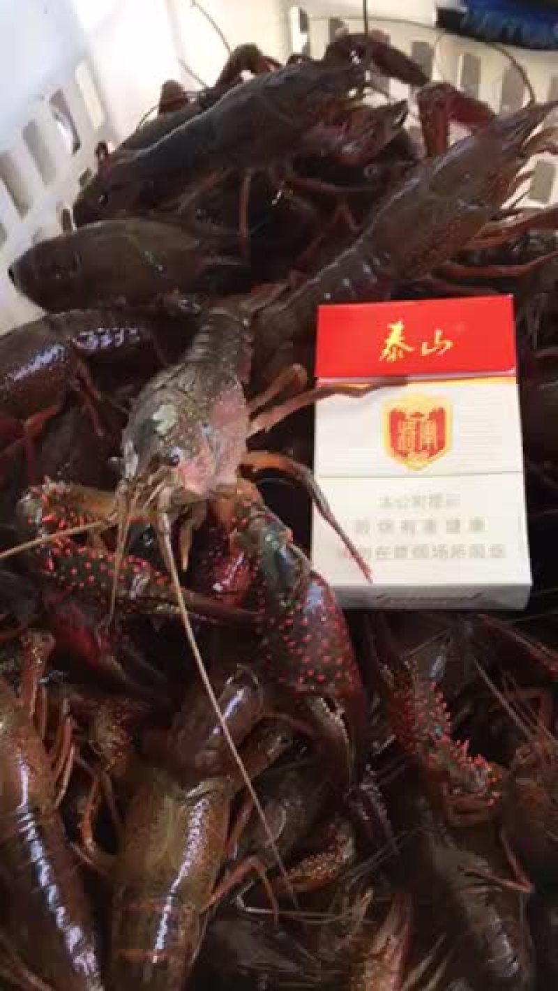 微山湖万亩龙虾养殖基地