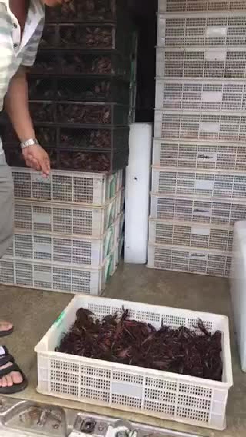 微山湖万亩龙虾养殖基地