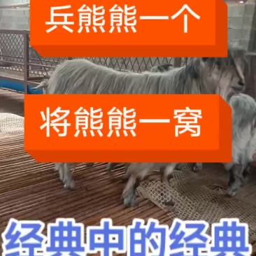青山羊