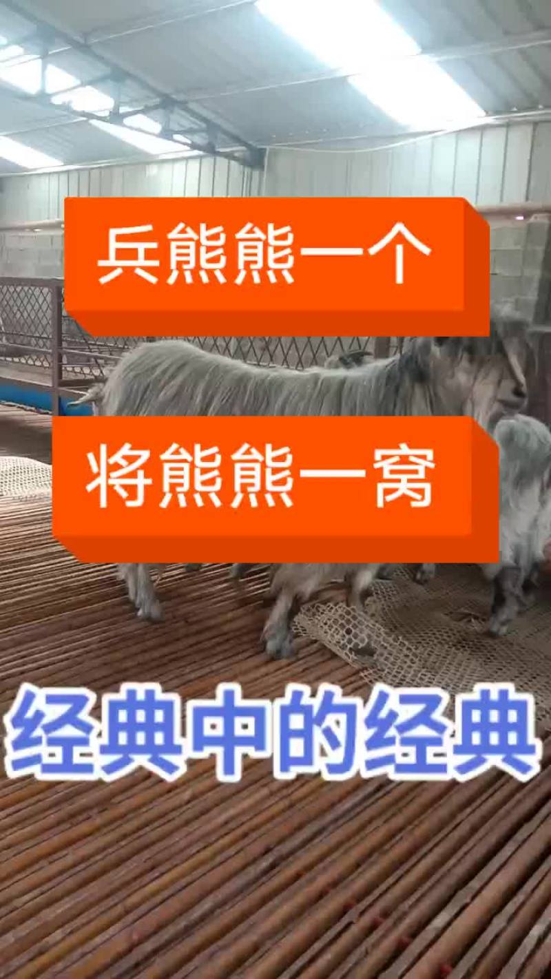 青山羊