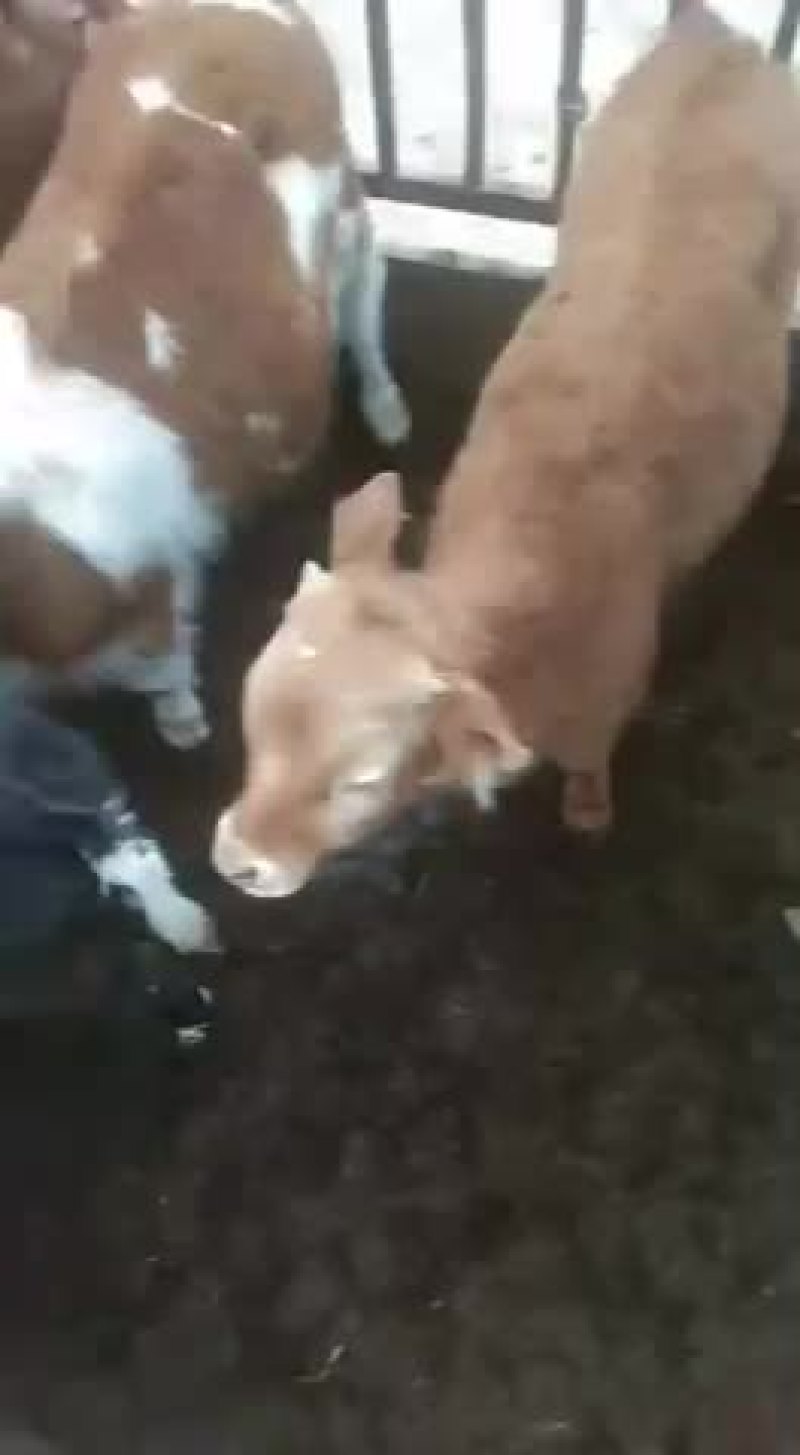 甘肃西门塔尔