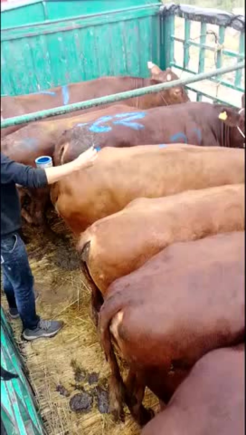 甘肃西门塔尔