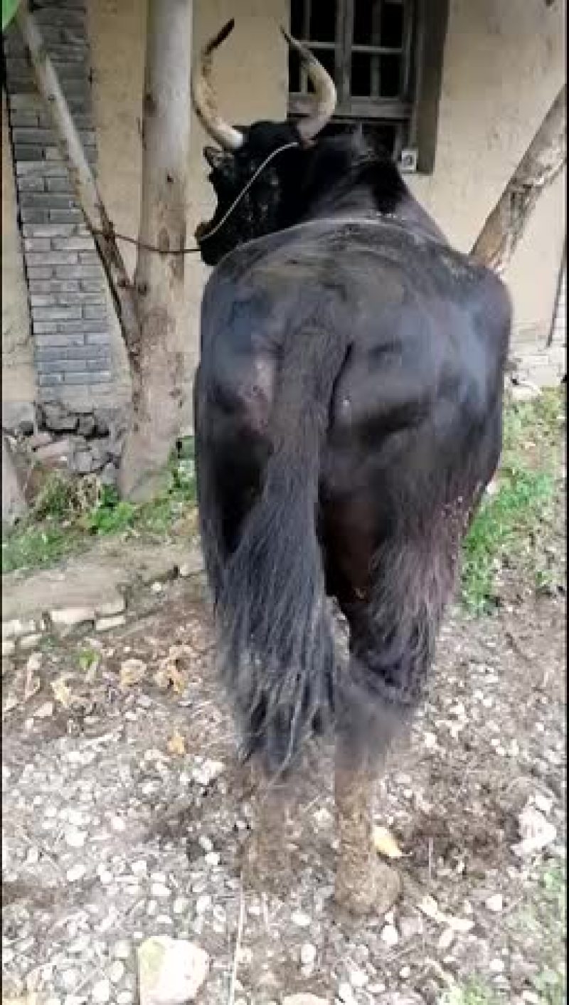 甘肃西门塔尔